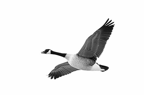 Honking Goose Soaring The Sky (Gray Photo)