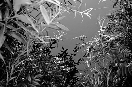 Horde Of Fern Plants Descending Into River Water (Gray)