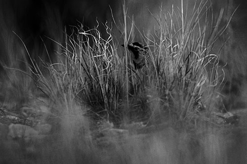 Horned Lark Hiding Among Grass (Gray Photo)