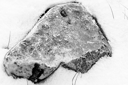 Horse Faced Rock Imprinted In Snow (Gray Photo)
