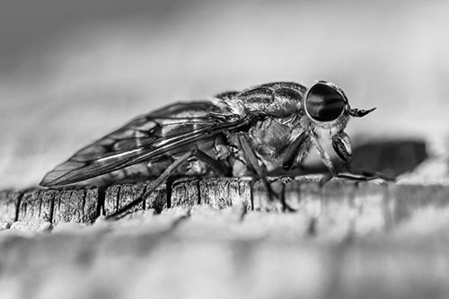 Horse Fly Resting Among Cracked Wood (Gray)