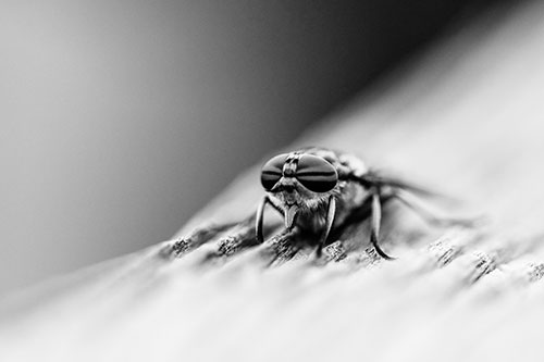 Horse Fly Resting Among Grooved Wood (Gray)