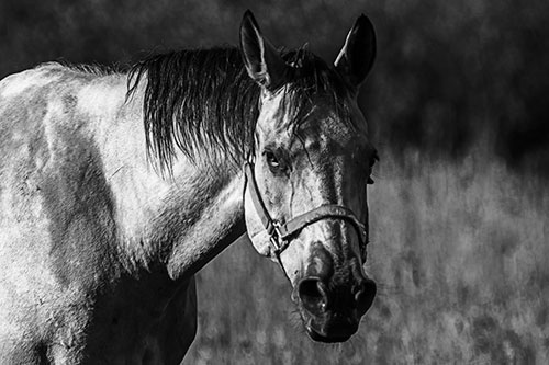 Horse Making Eye Contact (Gray Photo)