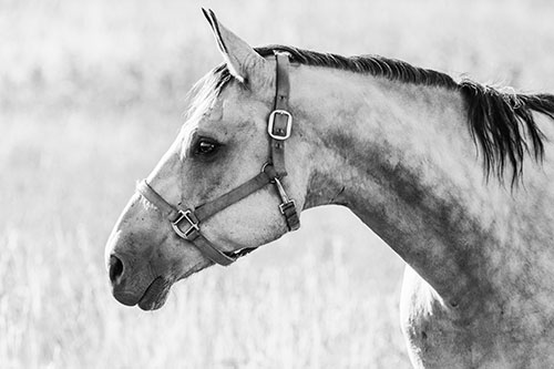 Horse Wearing Bridle Among Sunshine (Gray Photo)