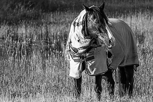 Horse Wearing Coat Atop Wet Grassy Marsh (Gray Photo)