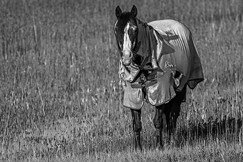 Horse Wearing Coat Standing Along Marsh (Gray Photo)