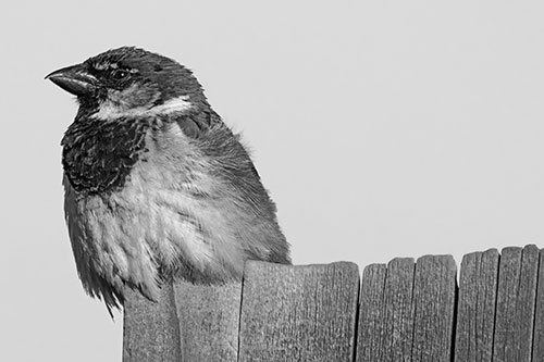 House Sparrow Perched Atop Wooden Post (Gray Photo)