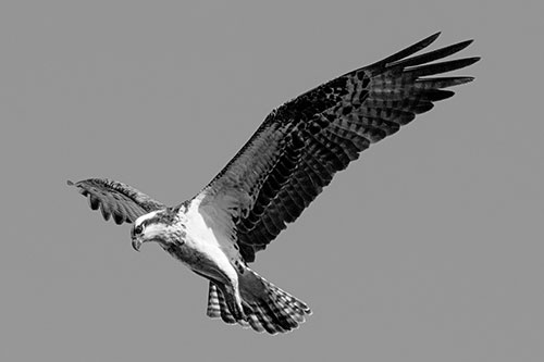 Hovering Osprey Hawk Looking For Fish Below (Gray)