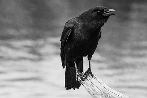 Hunched Over Crow Cawing Atop Broken Tree Log (Gray)