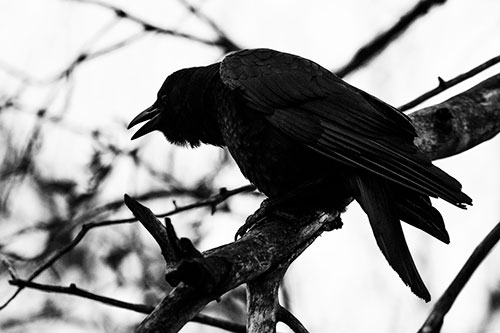 Hunched Over Crow Cawing Atop Tree Branch (Gray Photo)