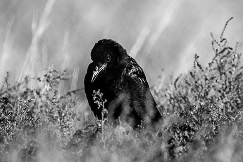 Hunched Over Raven Among Dying Plants (Gray Photo)