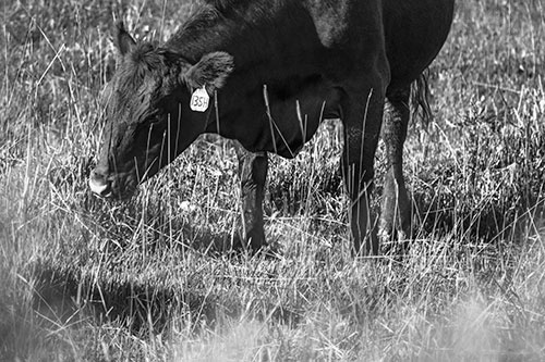 Hungry Cow Enjoying Grassy Meal (Gray Photo)