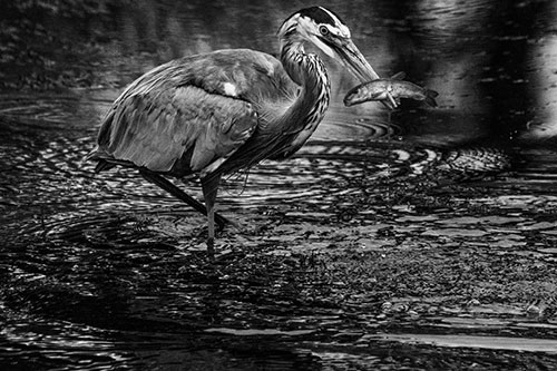 Hungry Great Blue Heron Spears Through Trout Fish (Gray)