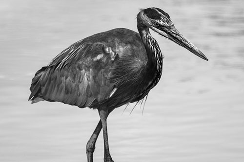 Hungry Great Blue Heron Spots Swimming Fish (Gray)