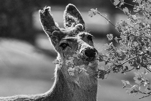 Hungry Lone Mule Deer Chewing Tree Leaves (Gray)