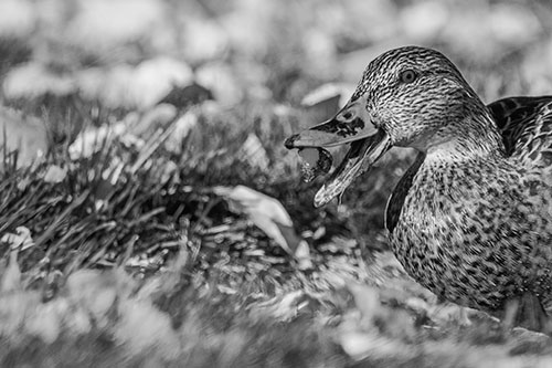 Hungry Mallard Duck Devours Cherry (Gray)