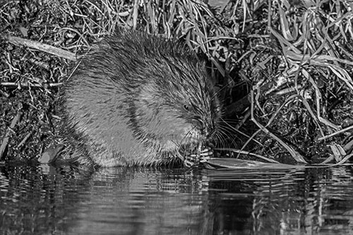 Hungry Muskrat Chews Water Reed Grass Along River Shore (Gray Photo)