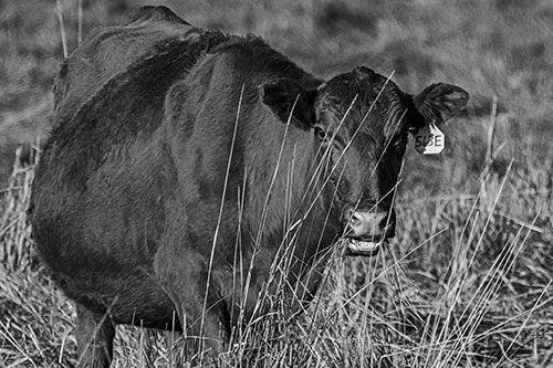Hungry Open Mouthed Cow Enjoying Hay (Gray Photo)