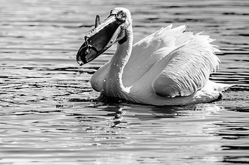 Hungry Pelican Captures Salamander For Breakfast (Gray)