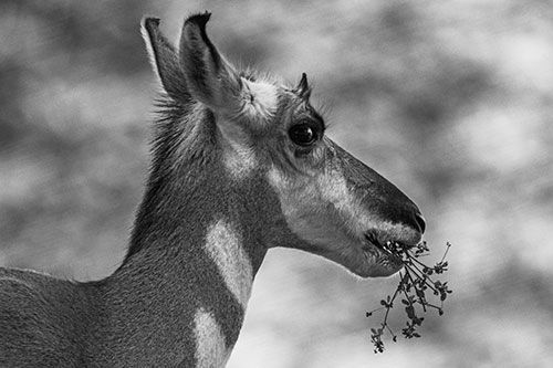 Hungry Pronghorn Gobbles Leafy Plant (Gray Photo)