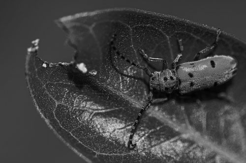 Hungry Red Milkweed Beetle Rests Among Chewed Leaf (Gray Photo)