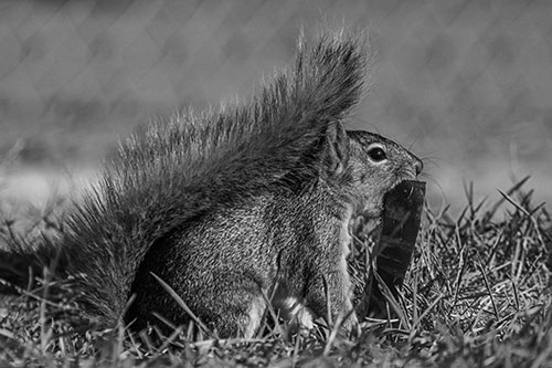 Hungry Squirrel Chews Watermelon Among Grass (Gray)