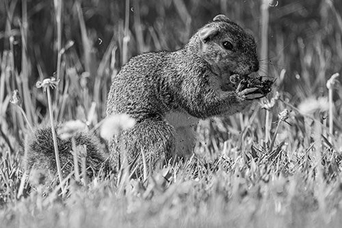 Hungry Squirrel Feasting Among Dandelions (Gray Photo)