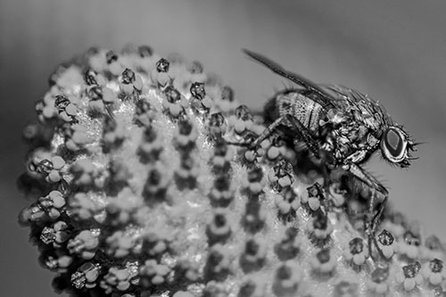 Hunter Fly Rests Among Sloping Coneflower (Gray)