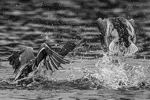 Hyper Water Splashing Mallard Ducks Playing Among Lake (Gray)