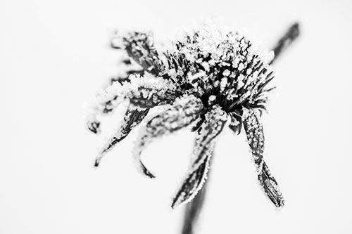 Ice Frost Consumes Dead Frozen Coneflower (Gray Photo)