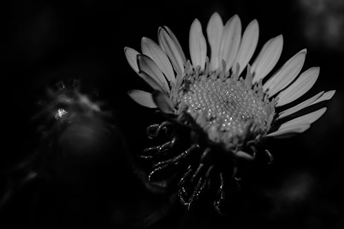Illuminated Gumplant Flower Surrounded By Darkness (Gray Photo)