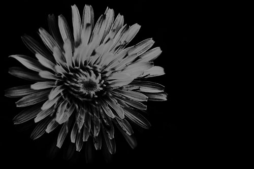 Illuminated Taraxacum Flower In Darkness (Gray Photo)