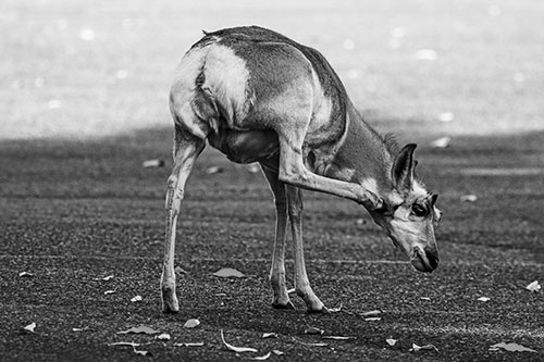Itchy Pronghorn Scratches Neck Among Autumn Leaves (Gray Photo)