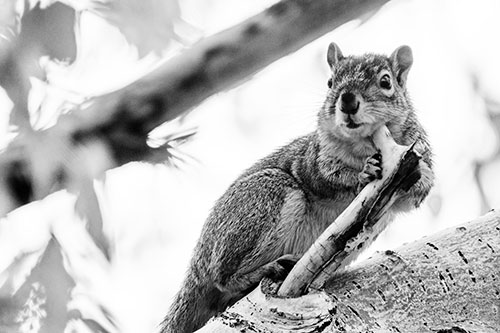 Itchy Squirrel Gets Tree Branch Massage (Gray Photo)