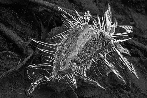 Jagged Spiked Ice Surrounds Water Submerged Rock (Gray Photo)