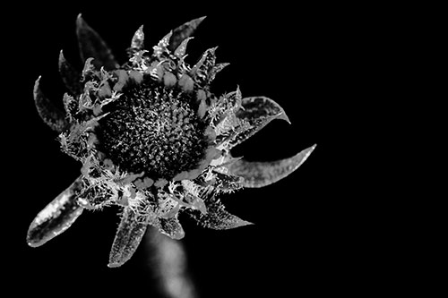 Jagged Tattered Rayless Sunflower (Gray Photo)