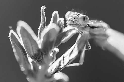 Joyful Damselfly Enjoys Sunshine Atop Plant (Gray)