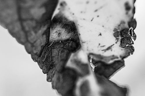 Joyful Rotting Leaf Face Enjoying Autumn (Gray)