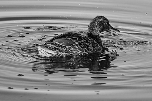 Joyful Water Splashing Mallard Duck Enjoying Calm Lake (Gray)