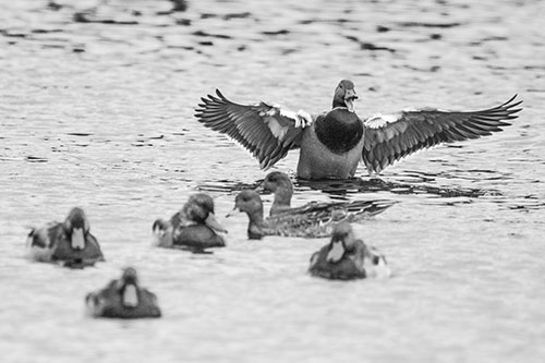 Jump Scaring Wing Flapping Mallard Duck Quacking Atop Lake (Gray)
