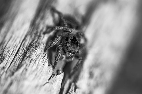 Jumping Spider Perched Among Wood Crevice (Gray Photo)