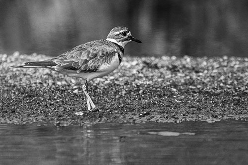 Killdeer Wanders Along Rocky River Shoreline (Gray)