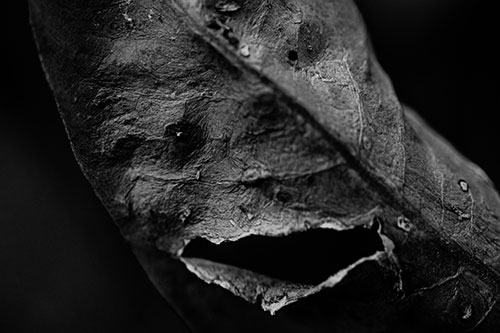 Lacerated Mouth Leaf Face Smirking Among Decay (Gray)