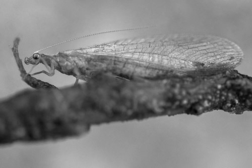 Lacewing Grabs Ahold Twig Branch (Gray)