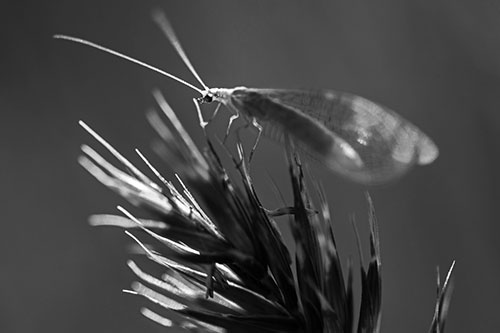 Lacewing Standing Atop Plant Blades (Gray Photo)