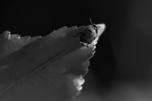 Ladybug Crawling To Top Of Leaf (Gray Photo)