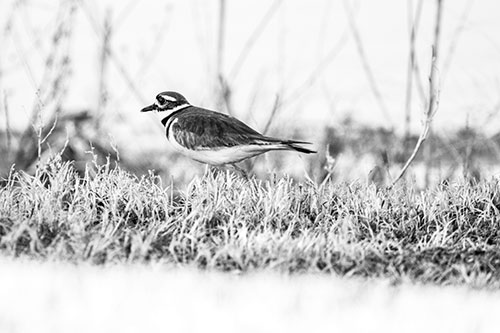 Large Eyed Killdeer Bird Running Along Grass (Gray Photo)