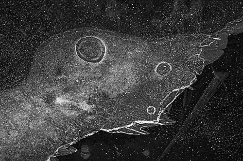 Large Headed Bubble Eyed Ice Face Frozen Among River (Gray)