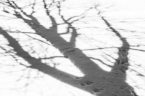 Large Jagged Tree Shadow Across Snow (Gray Photo)
