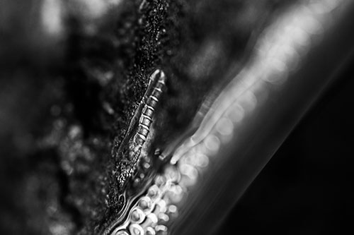 Larva Slithering Along Wet Shore Rock (Gray Photo)